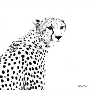 Kort 10x10 - Gepard