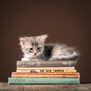 Kort 15x15 - Kattunge på bøker