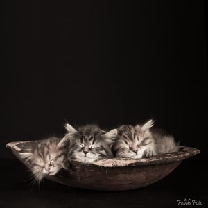 Kort 15x15 - Sovende kattunger